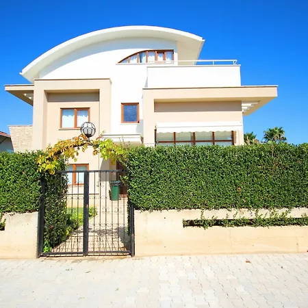 Paradise Town Daisy *