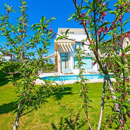 Paradise Town Daisy *